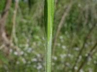 Carex shortiana image