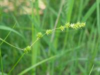 Image of Carex sparganioides
