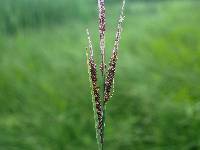 Image of Carex stricta
