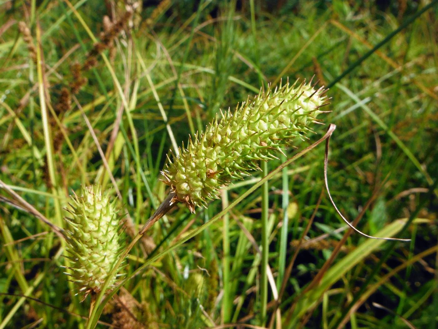 Carex typhina image