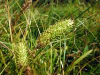 Image of Carex typhina