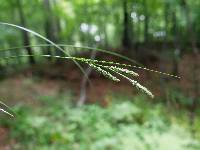 Carex virescens image