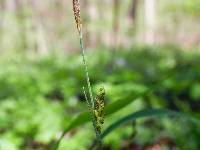 Image of Carex woodii