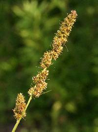 Image of Carex annectens