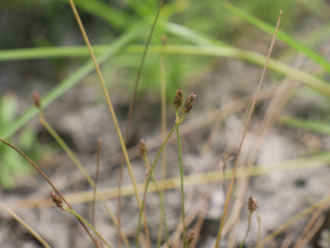 Eleocharis microcarpa var. filiculmis image