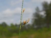 Image of Rhynchospora oligantha