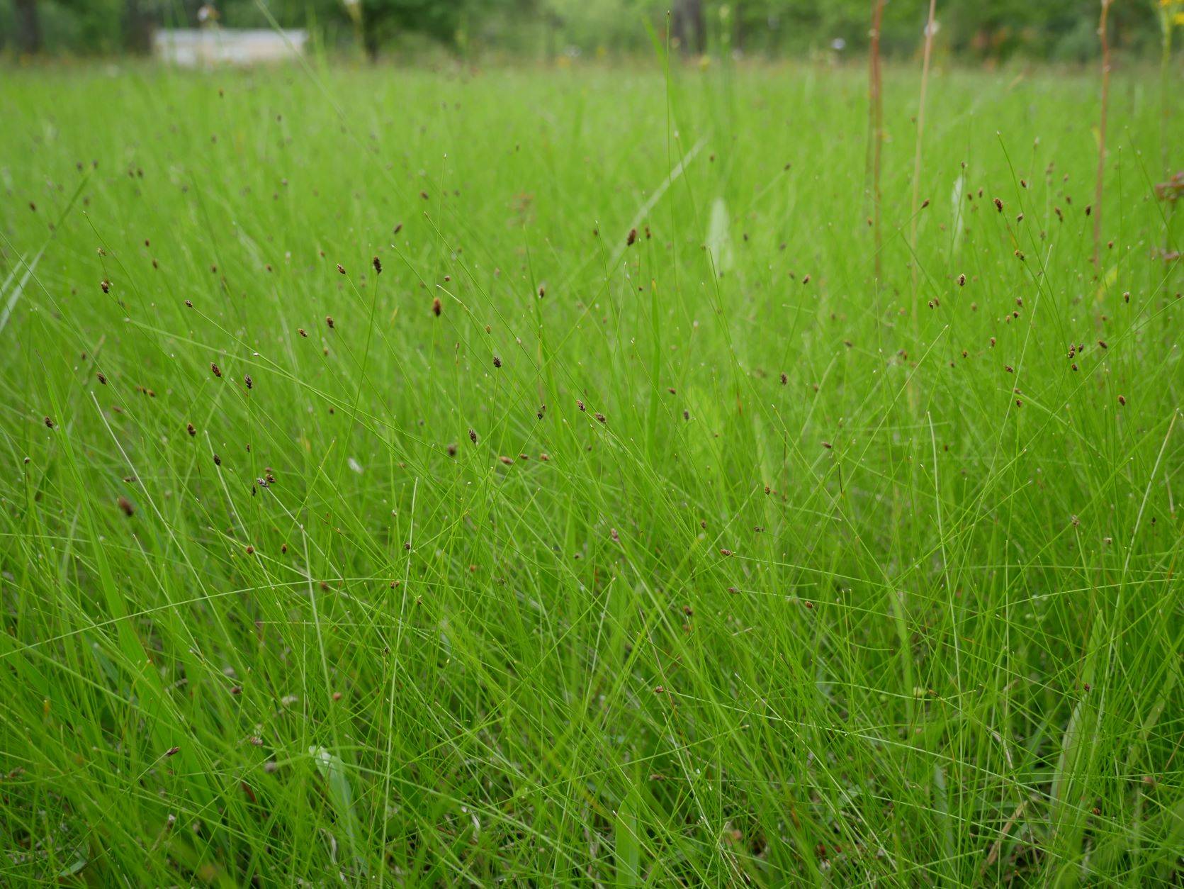 Eleocharis tenuis var. verrucosa image