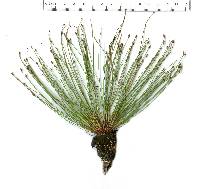 Eleocharis microcarpa image