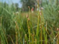 Image of Eleocharis tricostata