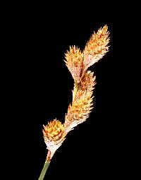 Image of Carex alata