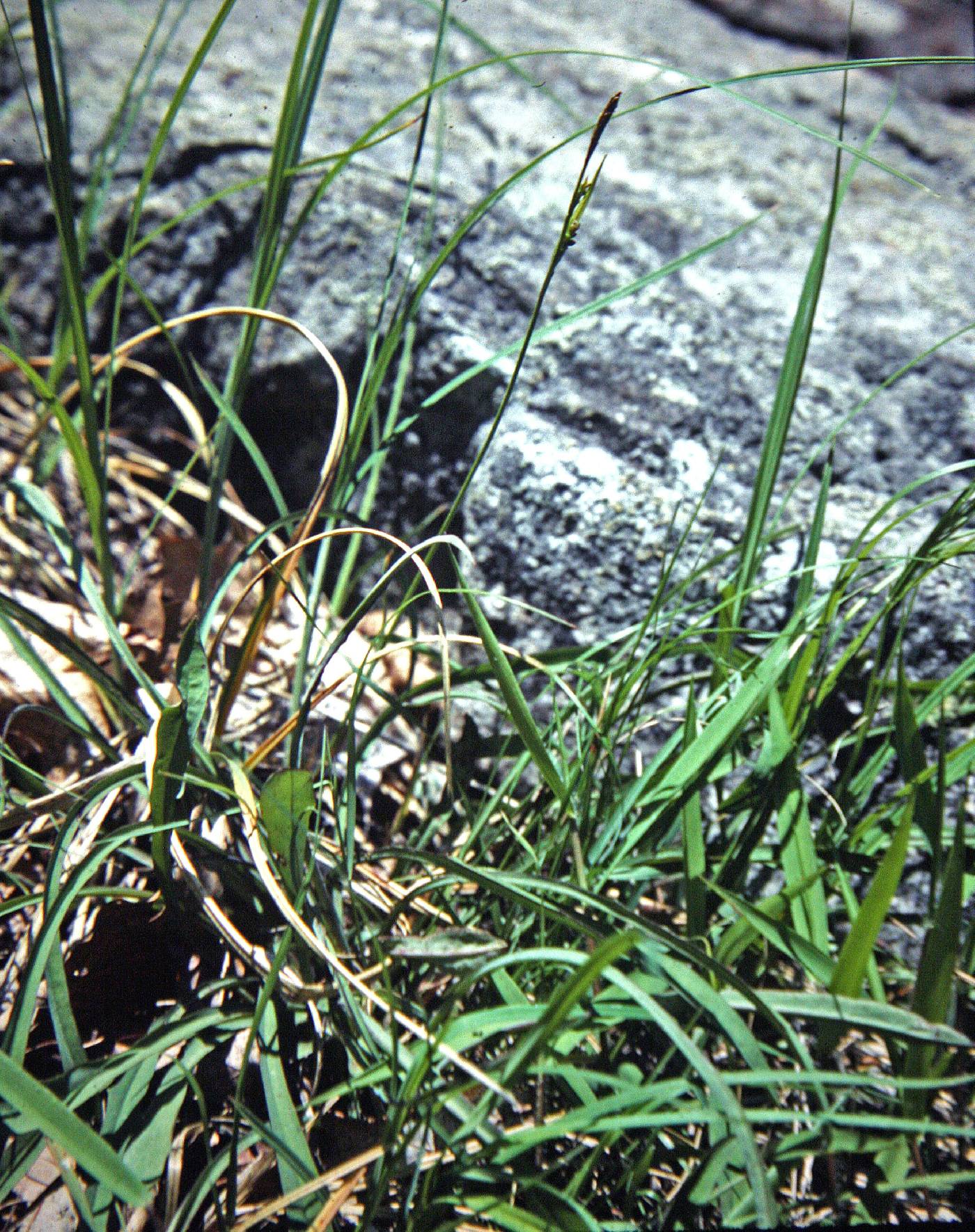 Carex biltmoreana image