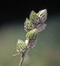 Image of Carex cumulata