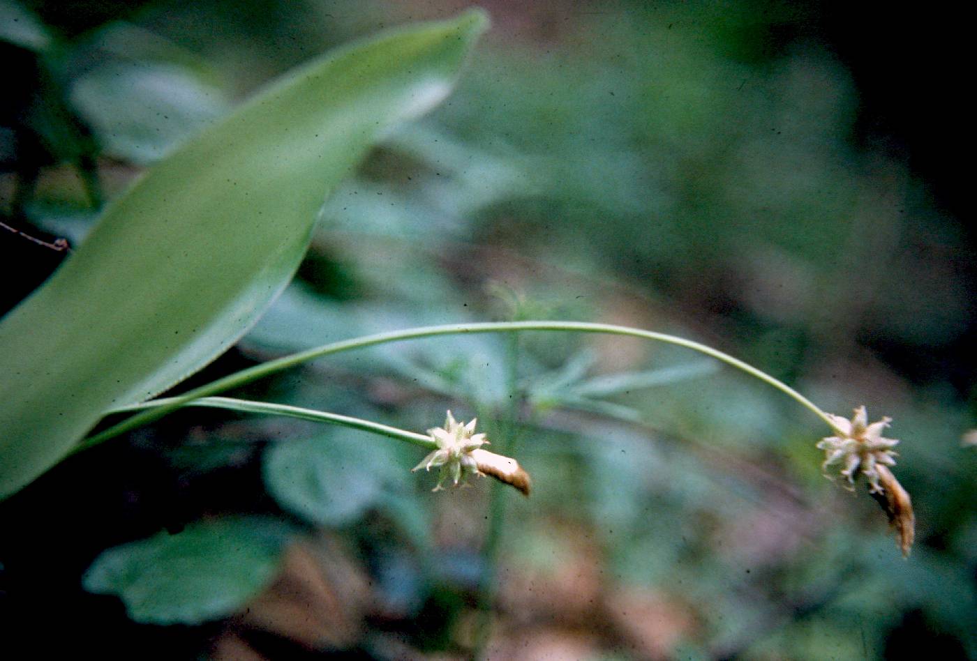 Carex fraseriana image