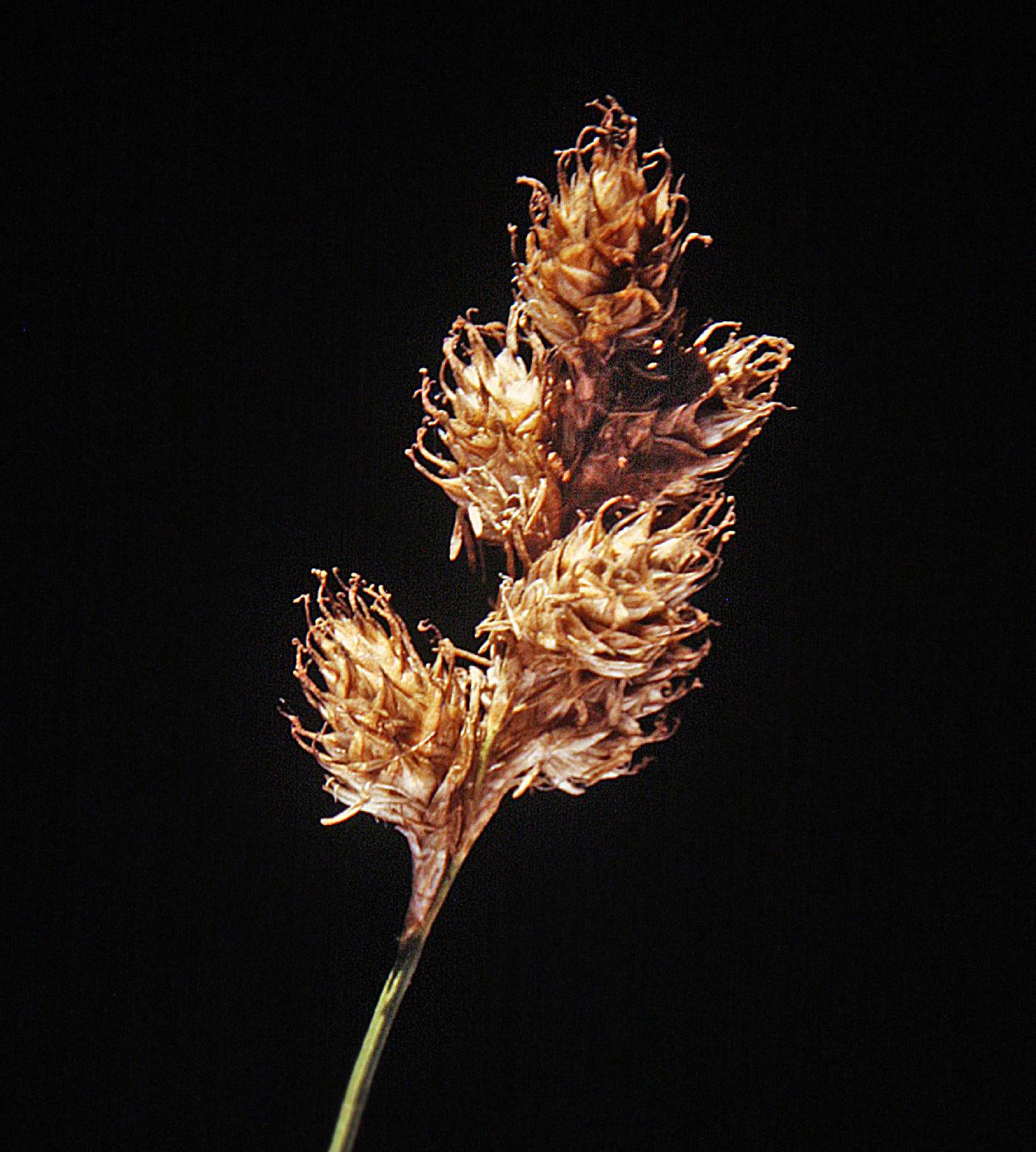 Carex merritt-fernaldii image