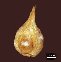 Image of Carex missouriensis