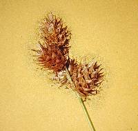 Image of Carex molesta