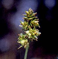 Image of Carex muehlenbergii