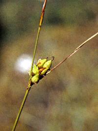 Image of Carex oligosperma