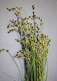 Image of Carex ozarkana