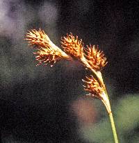 Image of Carex straminea