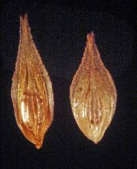 Image of Carex tribuloides
