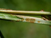 Carex conjuncta image