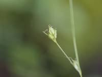Image of Carex billingsii