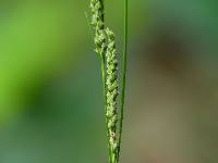 Image of Carex virescens