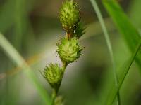 Image of Carex vexans