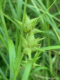 Image of Carex intumescens