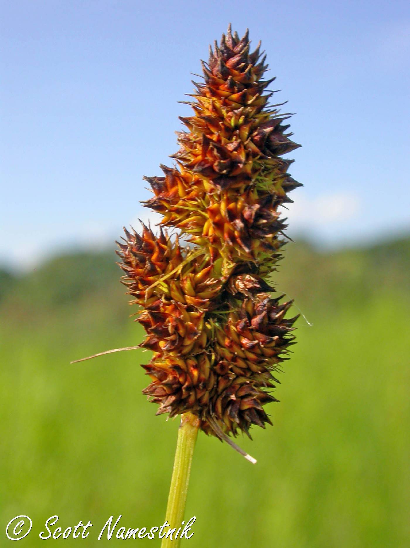 Carex annectens var. xanthocarpa image