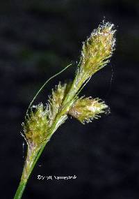 Image of Carex longii