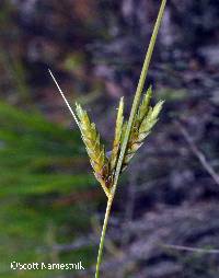 Image of Cyperus × mesochorus