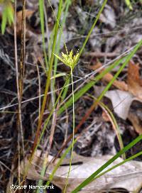 Cyperus × mesochorus image