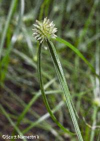 Image of Cyperus brevifolioides