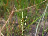 Scleria reticularis image