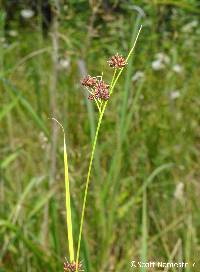 Image of Rhynchospora recognita