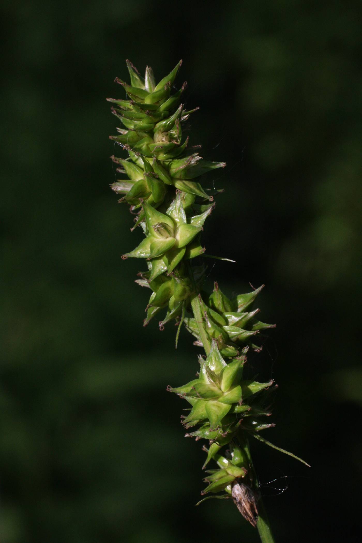 Carex aggregata image