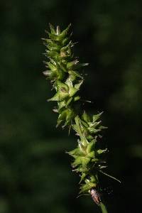 Image of Carex aggregata