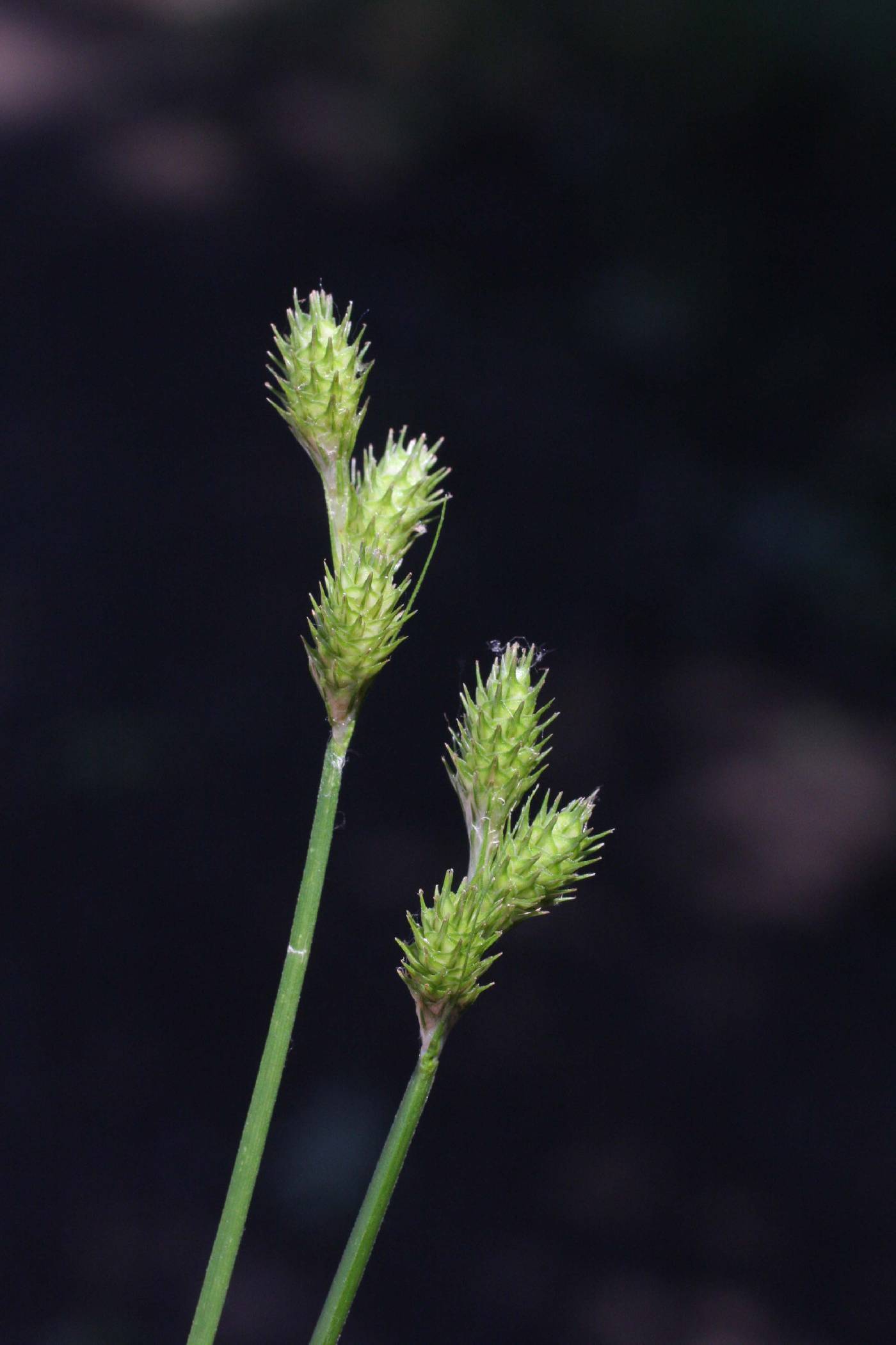 Carex albolutescens image