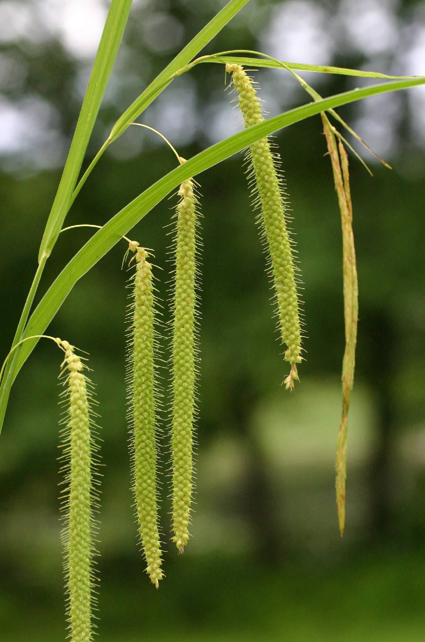 Carex crinita image