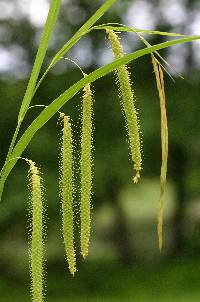 Image of Carex crinita