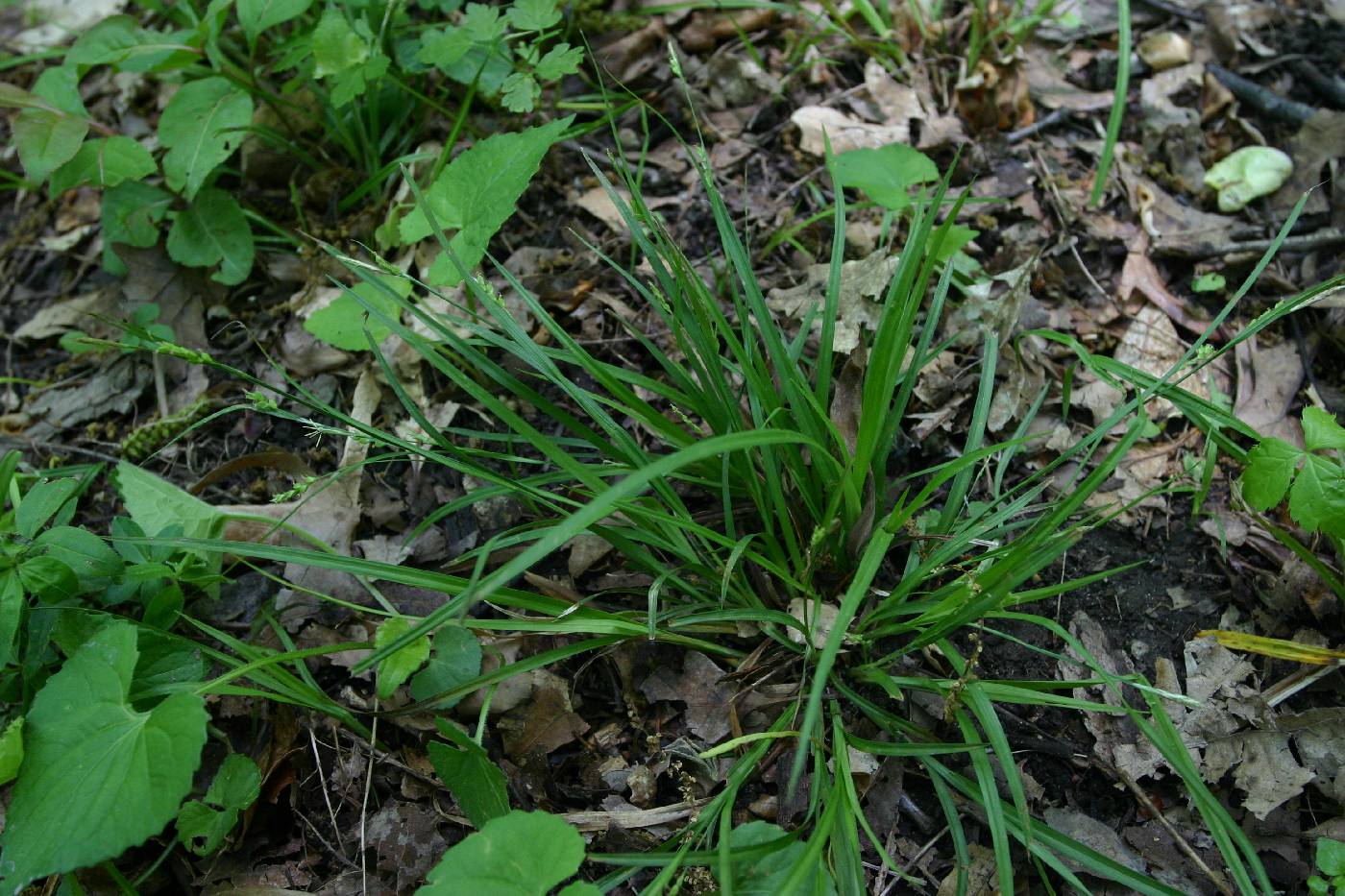 Carex digitalis image