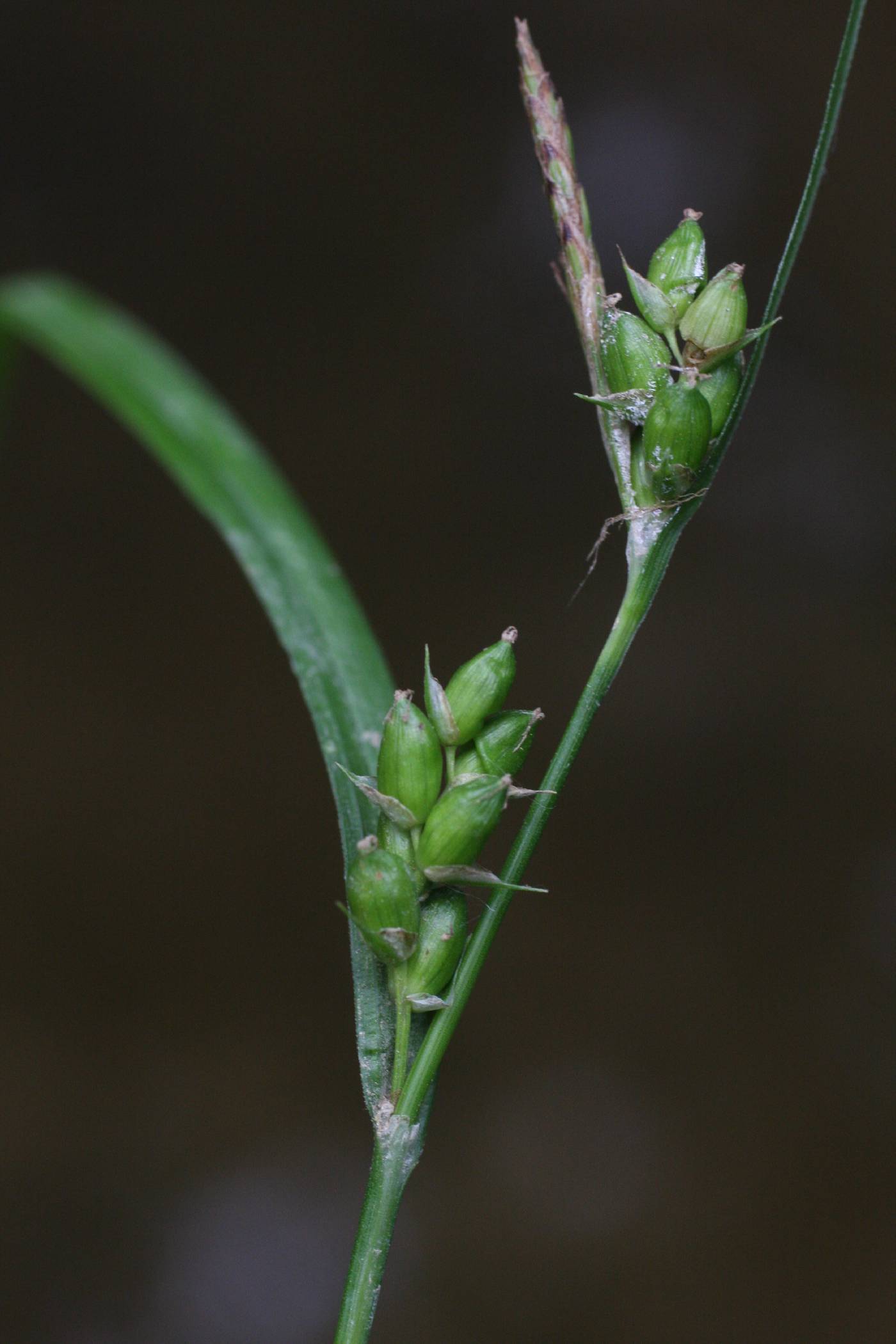 Carex grisea image