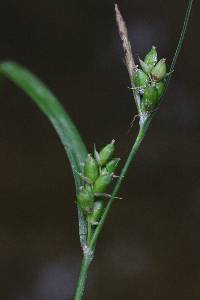 Image of Carex grisea