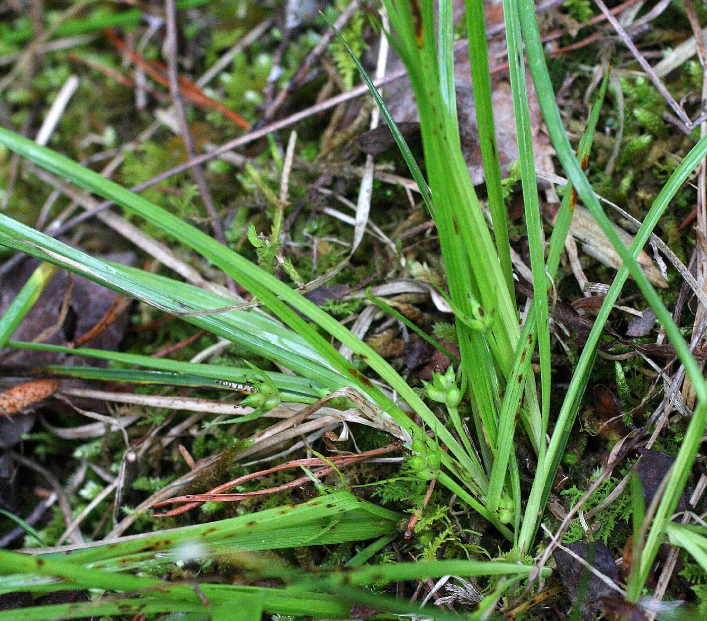 Carex juniperorum image