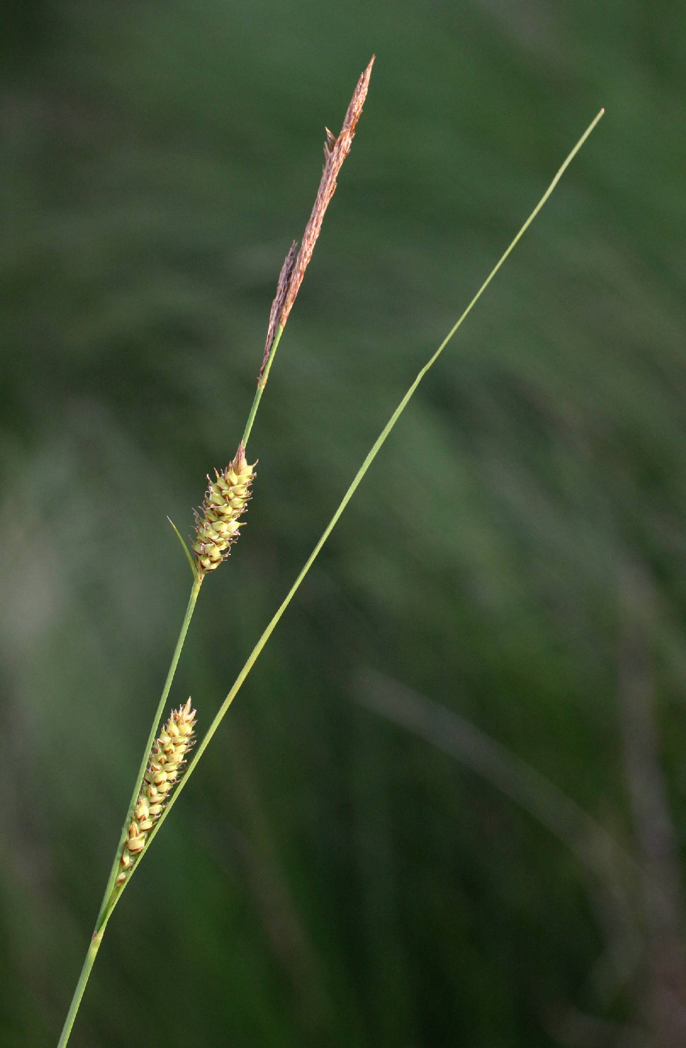 Carex lasiocarpa image