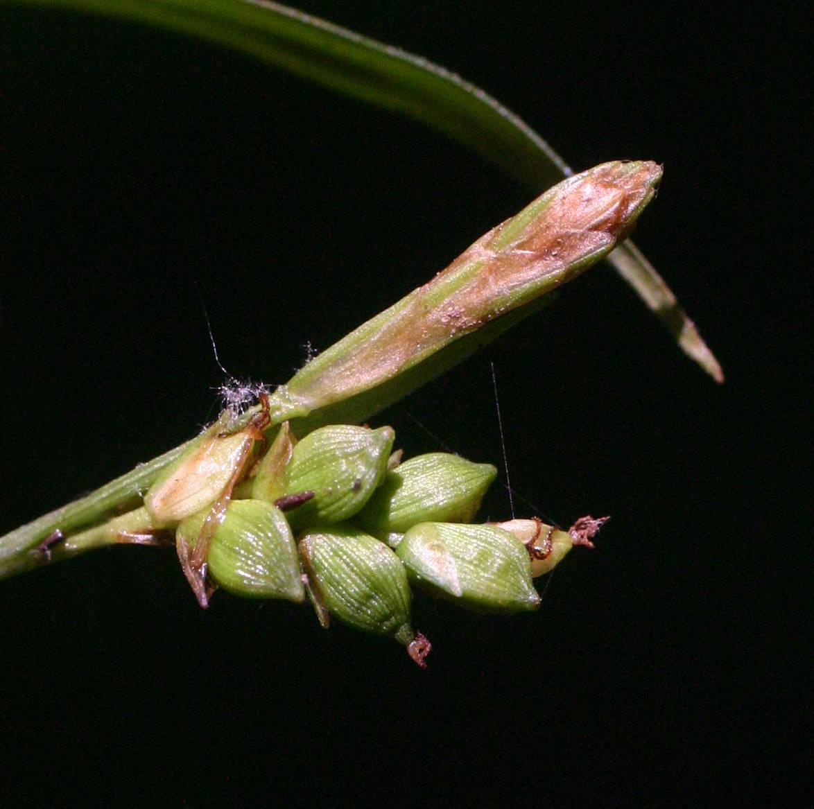 Carex laxiculmis image