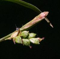 Image of Carex laxiculmis