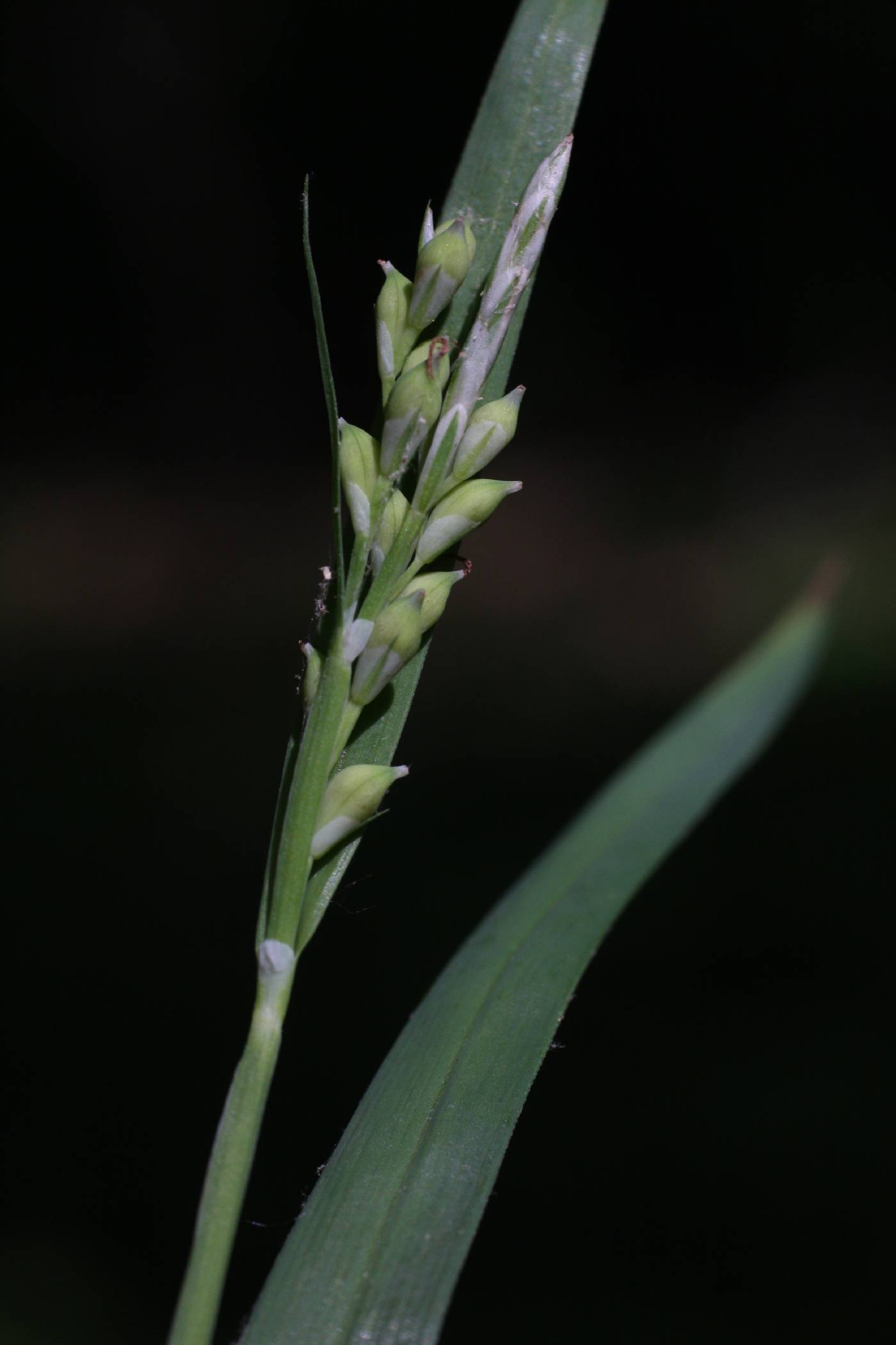 Carex laxiflora image